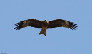 黑鳶普通亞種 黑鳶普通亞種