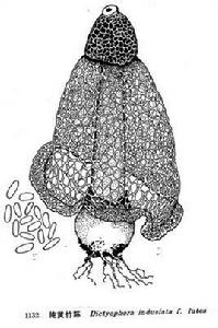 純黃竹蓀 純黃竹蓀