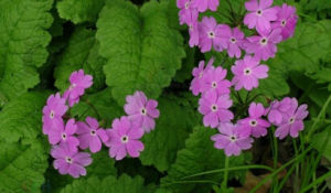 顯脈報春 顯脈報春