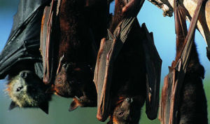 蝙蝠糞便收集員