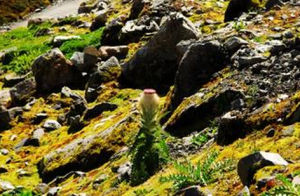 冰川雪兔子 冰川雪兔子