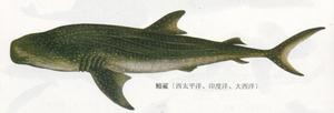 斑尾鱗鮋 斑尾鱗鮋