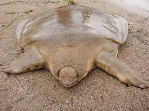 康托爾巨鱉