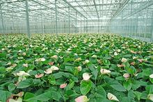 孫橋現代農業開發區