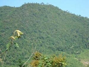 攏保二自然村-生態林