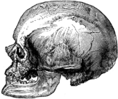 男性克羅馬儂人的頭顱