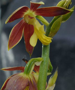 叉唇蝦脊蘭 叉唇蝦脊蘭