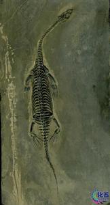 貴州地質博物館