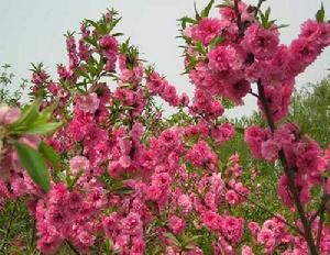 綠葉碧桃 綠葉碧桃