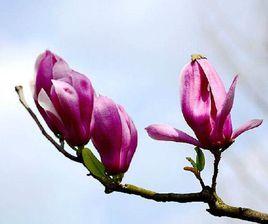 二喬木蘭 二喬木蘭