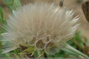 婆羅門參白銹 婆羅門參白銹