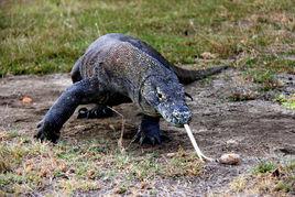 科莫多巨蜥 科莫多巨蜥