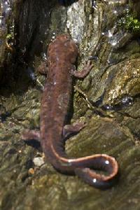 漢王山娃娃魚 漢王山娃娃魚