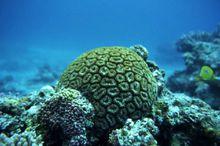 廣東雷州珍稀海洋生物國家級自然保護區