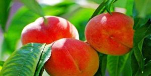 平谷京東桃源採摘園 平谷京東桃源採摘園