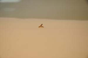 愛情鳥珠寶18K金Y吊墜