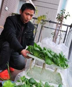 水培蔬菜 水培蔬菜