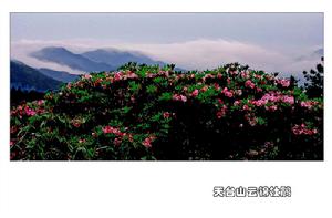 天台山雲錦杜鵑節