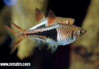 三角燈魚 三角燈魚