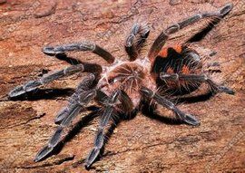 巴西粉紅食鳥蛛