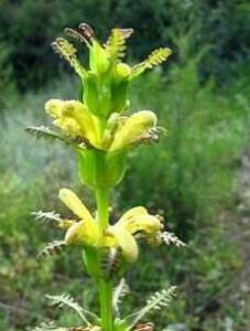 大王馬先蒿大王