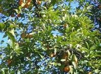 苦橙葉精油 苦橙葉精油