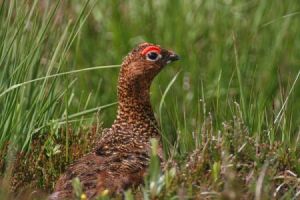 柳雷鳥魁北克亞種 柳雷鳥魁北克亞種