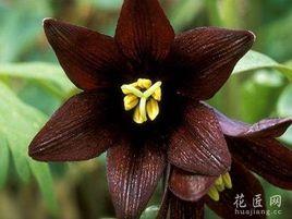 黑色曼陀羅[同名歌曲]