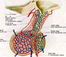 全垂體功能低下症