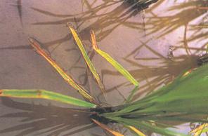 水稻細菌性基腐病