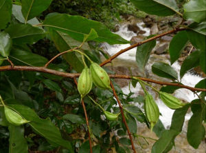 廣東木瓜紅 廣東木瓜紅