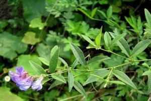 歪頭菜(原變種) 歪頭菜(原變種)
