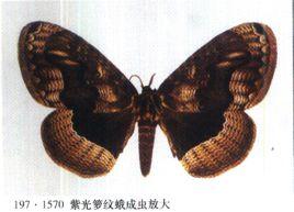 紫光籮紋蛾 紫光籮紋蛾