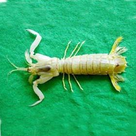 斷脊口蝦蛄 斷脊口蝦蛄