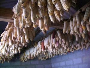 荒田自然村[雲南臨滄鎮康縣鳳尾鎮大柏樹村委荒田自然村]