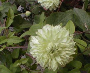 竹葉鐵線蓮(變種) 竹葉鐵線蓮(變種)