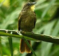 西須冠鵯 西須冠鵯