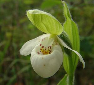 富蘭克林杓蘭 富蘭克林杓蘭