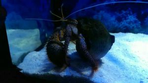 奇特的海洋生物