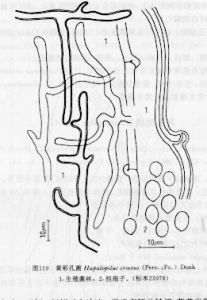 黃彩孔菌 黃彩孔菌
