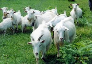崇明白山羊 崇明白山羊