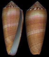 布雷茲芋螺 布雷茲芋螺