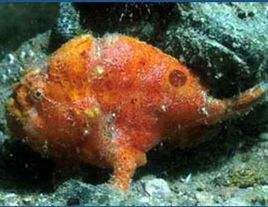 錢斑躄魚 錢斑躄魚