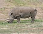 西非黑犀牛