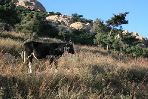 昔日“馬圈上”,今日放牛場