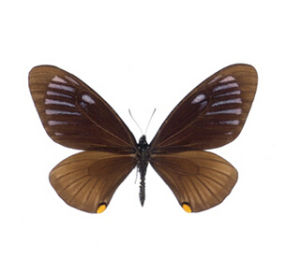 臀珠斑鳳蝶