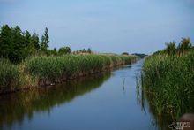陳家鎮東灘濕地公園