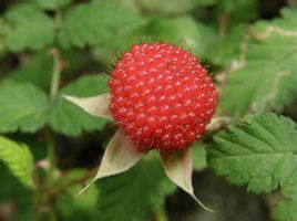 閩粵懸鉤子 閩粵懸鉤子