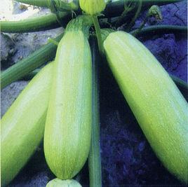 美國碧玉 美國碧玉