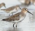 紅頸濱鷸 紅頸濱鷸